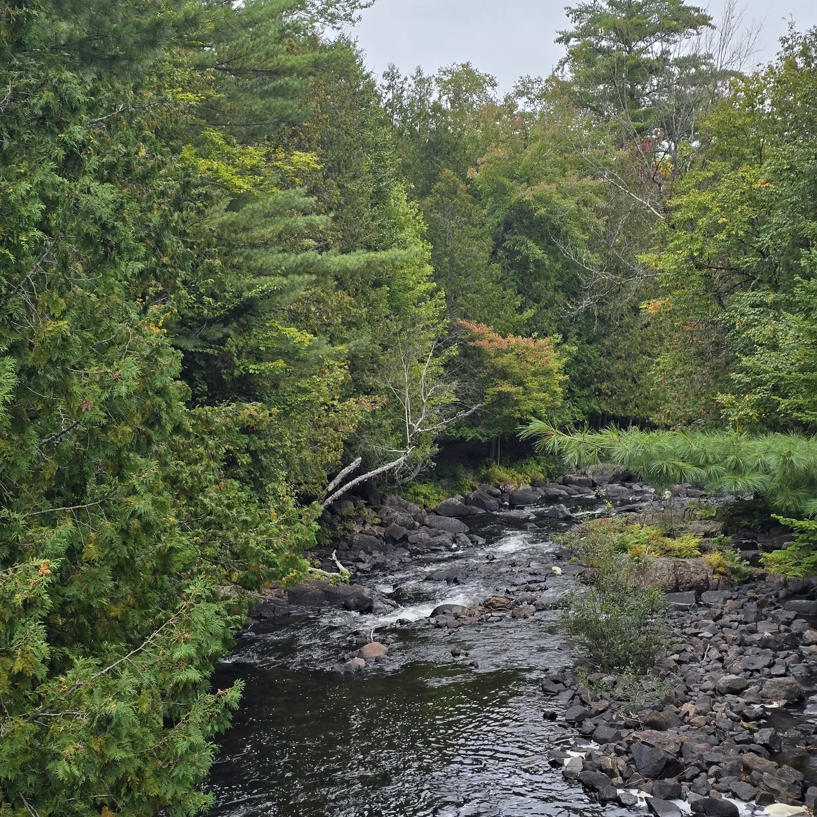 A rocky trout creek sliding through cedar forest — home water, Trout Start