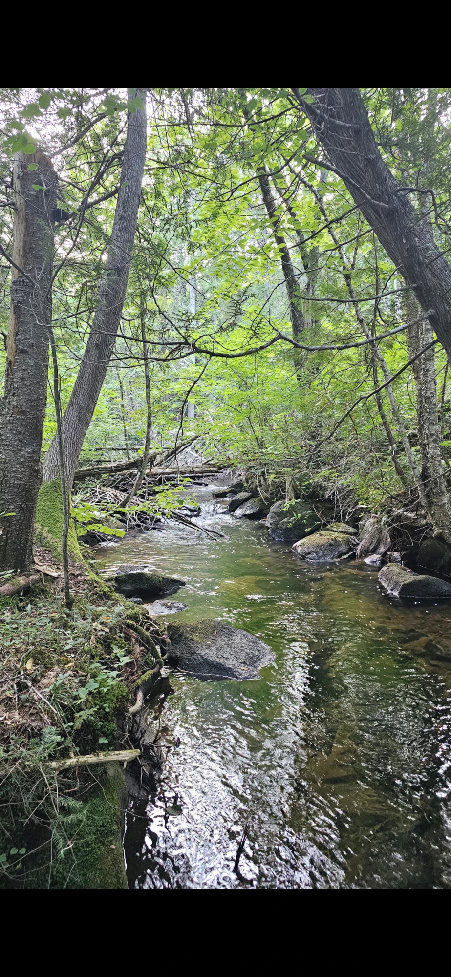 Pocket water like this is trout country — photo from our own beat